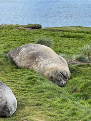 Mirounga leonina
