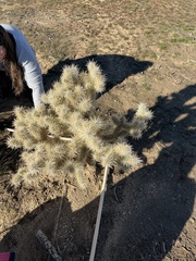 Cylindropuntia echinocarpa