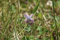Zizina oxleyi