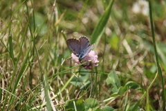 Zizina oxleyi