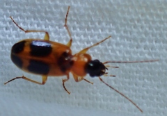 Badister neopulchellus