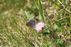 Zizina oxleyi