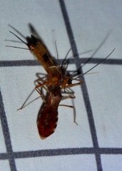 Rocconota annulicornis