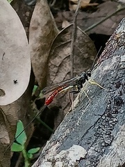 Dolichomitus irritator