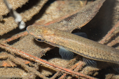 Fundulus olivaceus