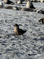 Stercorarius antarcticus