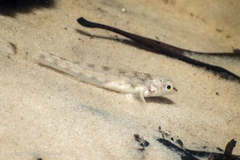 Percina nigrofasciata