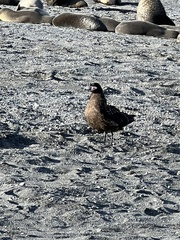 Stercorarius antarcticus