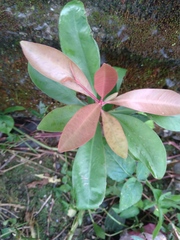 Ardisia squamulosa