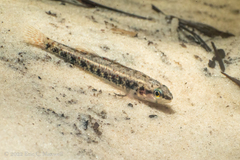 Etheostoma edwini