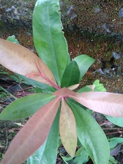 Ardisia squamulosa