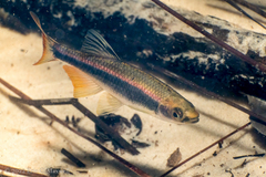 Pteronotropis hypselopterus