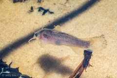 Noturus leptacanthus