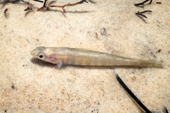 Percina nigrofasciata