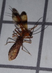 Rocconota annulicornis