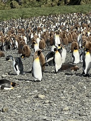 Aptenodytes patagonicus
