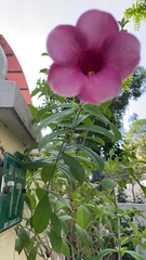 Allamanda blanchetii