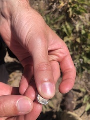 Euphilotes columbiae