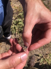 Euphilotes columbiae