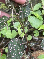 Hypoestes phyllostachya