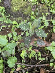 Hypoestes phyllostachya