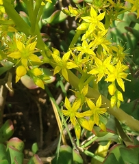 Sedum dendroideum