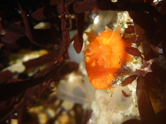 Balanophyllia elegans