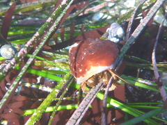 Pagurus granosimanus