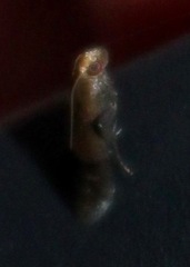 Eulogia ochrifrontella