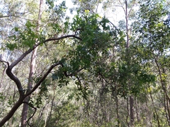 Angophora subvelutina