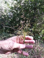 Capillipedium spicigerum