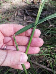 Capillipedium spicigerum