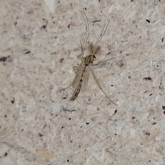 Chironomidae