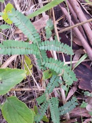 Abrus precatorius africanus