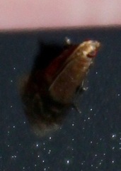 Eulogia ochrifrontella