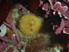 Tetilla