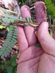 Abrus precatorius africanus