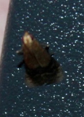 Eulogia ochrifrontella