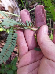 Abrus precatorius africanus