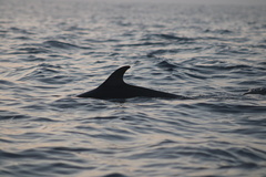 Stenella attenuata