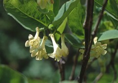 Lonicera utahensis