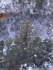 Glaucidium gnoma