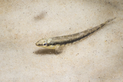 Percina nigrofasciata