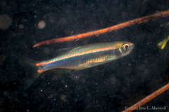 Pteronotropis hypselopterus