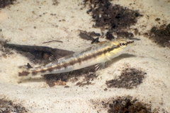 Percina nigrofasciata