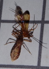 Rocconota annulicornis