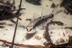 Percina nigrofasciata