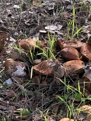 Suillellus amygdalinus