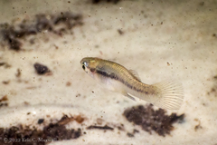 Gambusia holbrooki