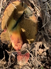 Suillellus amygdalinus